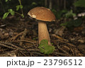 Boletus edulis in the forest. Edible mushroom 23796512