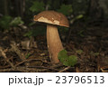 Boletus edulis in the forest. Edible mushroom 23796513