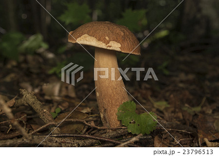 Boletus edulis in the forest. Edible mushroom 23796513