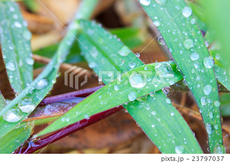 Water  drops on glass 23797037