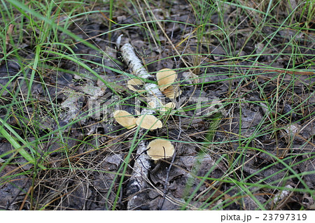 Few toadstool on birches in forest 20130 23797319