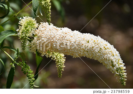 白い色のブッドレア 23798559