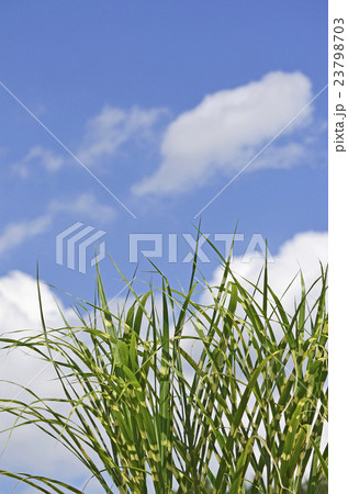 タカノハススキ(鷹の羽薄) タカノハススキ(鷹の羽薄) 23798703