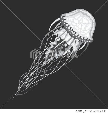 Swimming medusa or jellyfish illustration 23798741