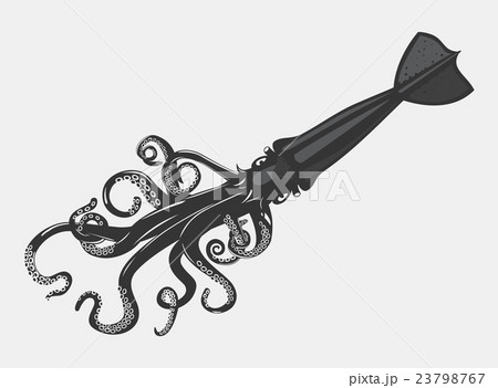Cartoon squid or calamari with feeding tentacles Cartoon squid or calamari with feeding tentacles 23798767