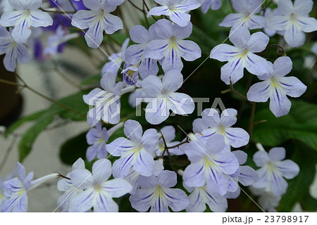 ストレプトカーパス 23798917