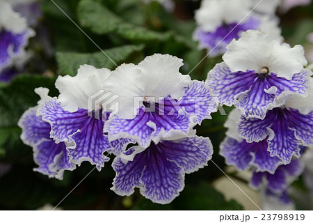 ストレプトカーパス ストレプトカーパス 23798919