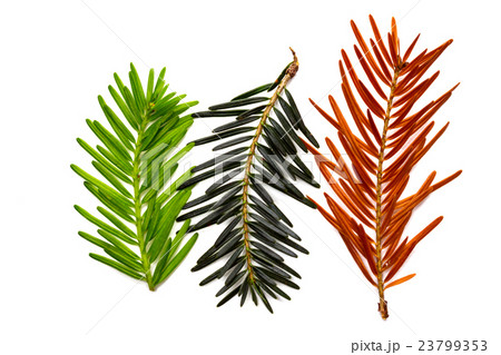 pine-tree background 23799353