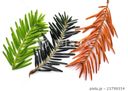 pine-tree background 23799354