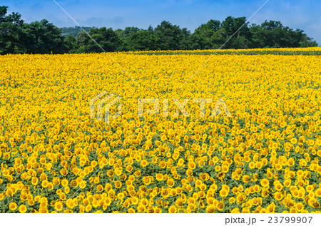 ひまわり 23799907