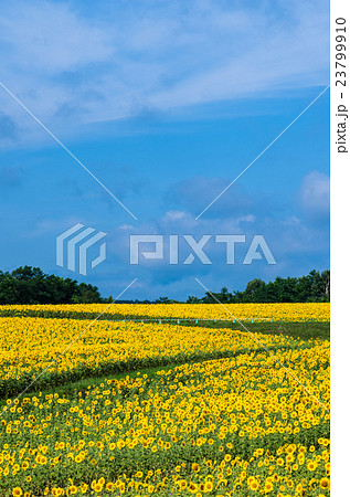 ひまわり 23799910