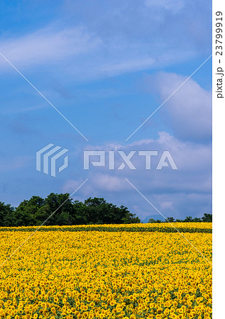 ひまわり 23799919