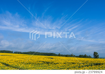 ひまわり 23799924