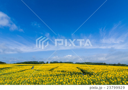 ひまわり 23799929