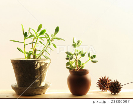 午後の窓辺にちょっと伸びすぎ？多肉植物とスズカケの殻 23800097