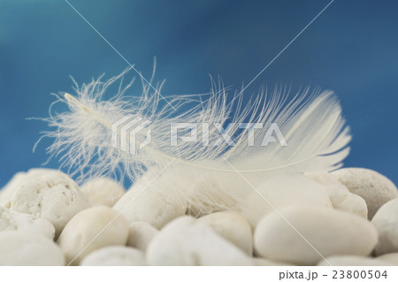 white feather white feather 23800504