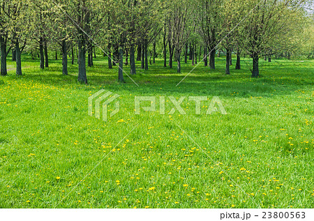 Meadow with dandelions 23800563