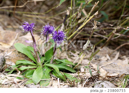 ショウジョウバカマ 23800755