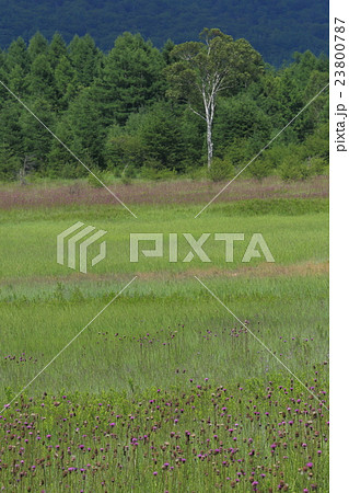 日光国立公園　小田代ヶ原　貴婦人　ノアザミ 23800787