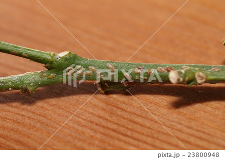 ヤノネカイガラムシ 23800948