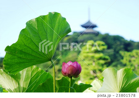 7月花 ハス・ハス科282三渓園 7月花 ハス・ハス科282三渓園 23801578