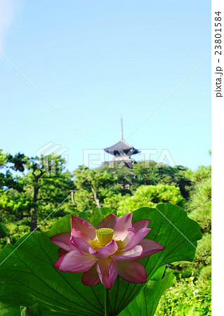 7月花 ハス・ハス科287三渓園 7月花 ハス・ハス科287三渓園 23801584