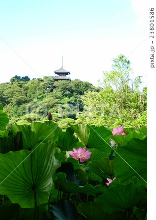 7月花 ハス・ハス科289三渓園 7月花 ハス・ハス科289三渓園 23801586