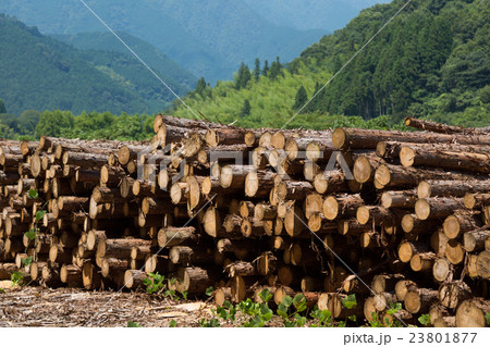 林業イメージ　積まれた丸太 23801877
