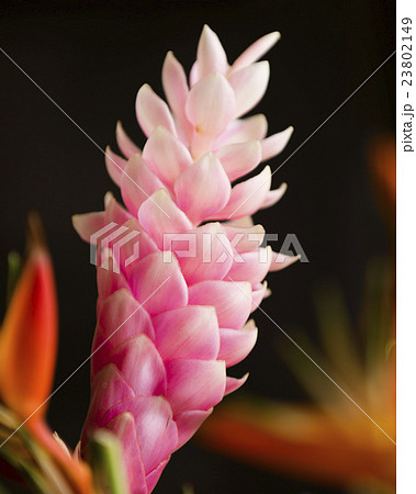 ピンク生姜の花の写真素材