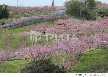 岡山県 玉島富田の山 桃の花の写真素材