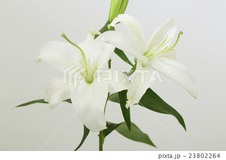 白い百合の花の写真素材