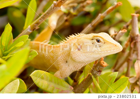 Chameleon on the tree Chameleon on the tree 23802531