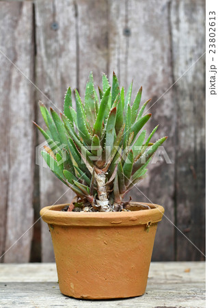 Cactus wood,cactus on wood Still Life Natural 23802613