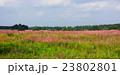 Panorama pink meadow 23802801