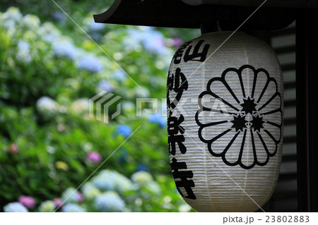 本堂の提灯と背景の紫陽花 23802883