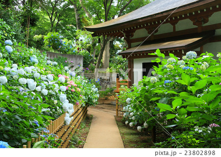 回廊沿いの紫陽花 23802898