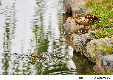 池に飛び込む子ガモ 23802935