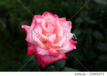 ピンクの丹頂 ピンクの丹頂 23803672