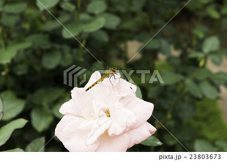 トンボとソニア トンボとソニア 23803673