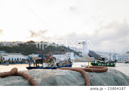 Seagull sitting on a marine rope, M'Diq, Morocco Seagull sitting on a marine rope, M'Diq, Morocco 23804187