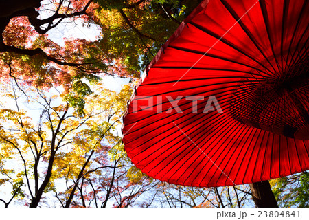 赤い傘と紅葉 23804841