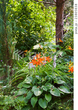 lily shrub, pine tree and juniper in green forest 23805638