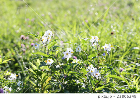 空き地の白い花 空き地の白い花 23806249