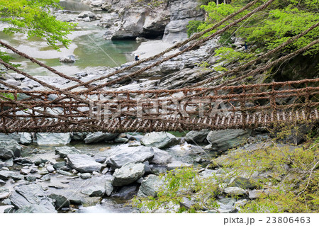 春の祖谷のかずら橋、徳島県三好市 春の祖谷のかずら橋、徳島県三好市 23806463