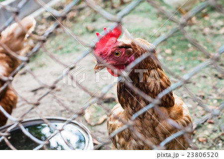 Red chicken close up in outdoor hen house Red chicken close up in outdoor hen house 23806520