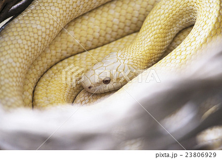 2025干支　年賀状素材　白蛇　縁起物　水神　小龍　金運開運　イメージ素材 23806929