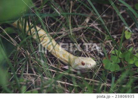 白蛇 白蛇 23806935