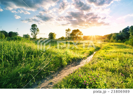 Path in the thick grass to sun Path in the thick grass to sun 23806989