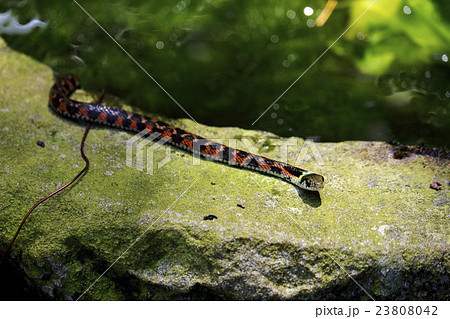 ヤマカガシ 23808042