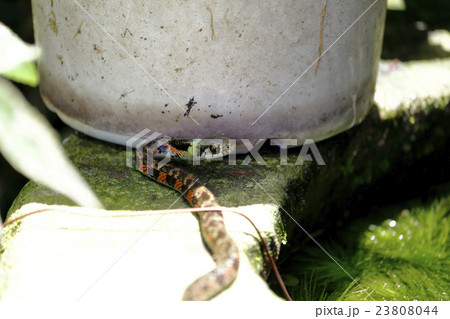 ヤマカガシ 23808044